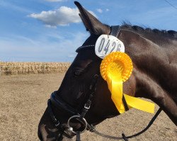 dressage horse Grembeck´s Glendys (Westphalian, 2017, from Goldberg)