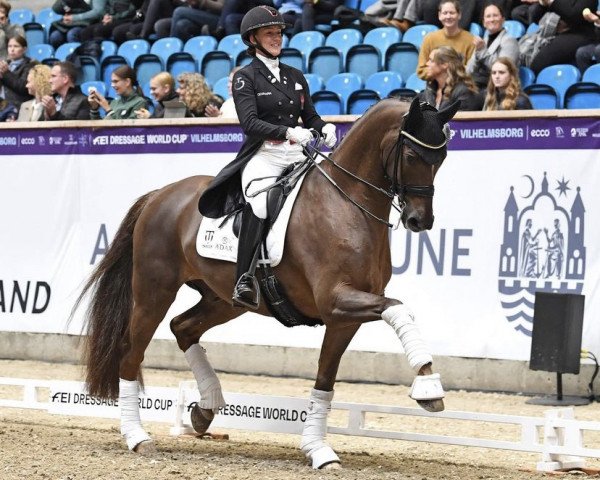 dressage horse Vividus Qre (Swedish Warmblood, 2015, from Zaladin ML)
