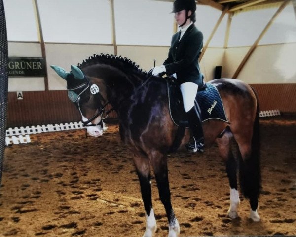 dressage horse Garibaldi 60 (Thuringia, 1991, from Gordian 1472)