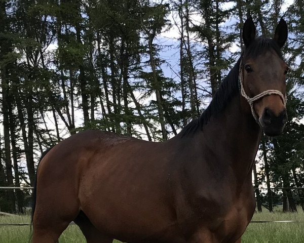 broodmare Flori (Oldenburg, 2007, from Chacco-Blue)