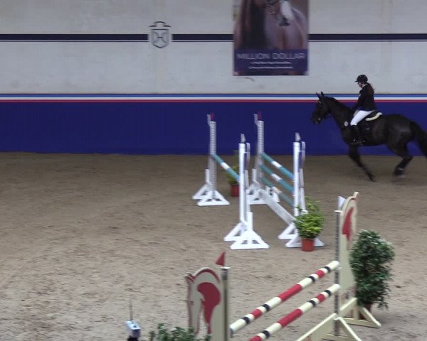 Reitturnier Elmshorn 2023