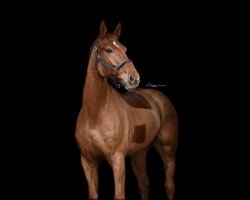 jumper Galant's Ghostbuster (German Sport Horse, 2018, from Galant de Semilly 2)
