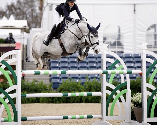 jumper Curtice Corder (Swedish Warmblood, 2012, from Odermus R)