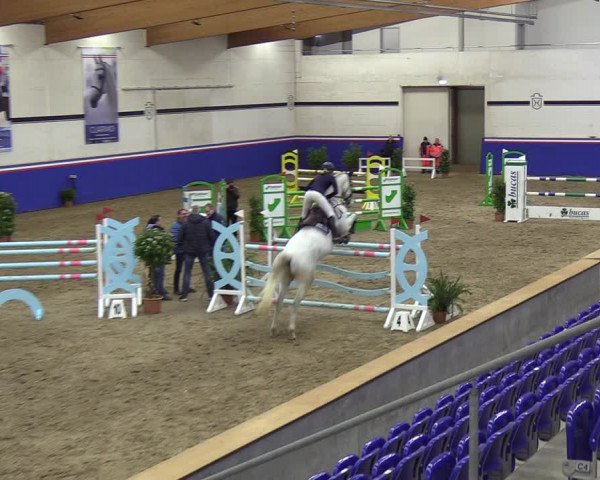 Reitturnier Elmshorn 2023