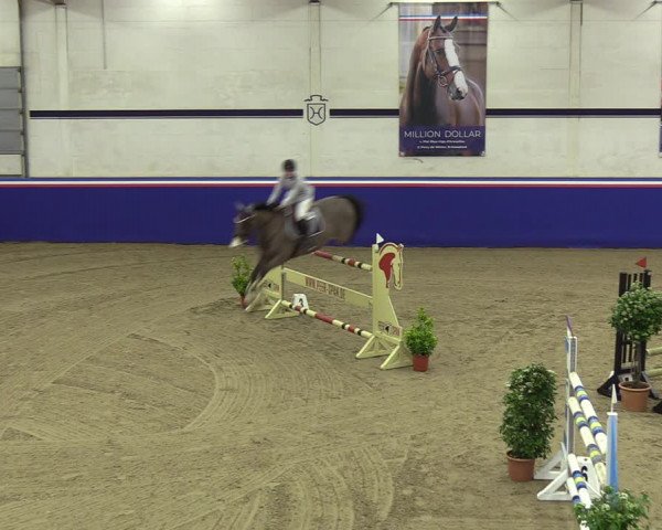 Reitturnier Elmshorn 2023