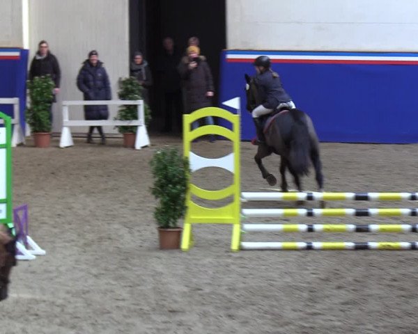 Reitturnier Elmshorn 2023