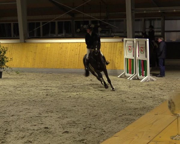 Reitturnier Münster-Amelsbüren 2023