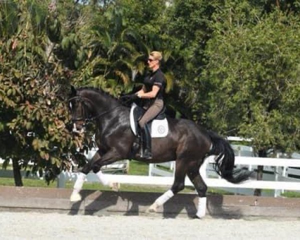 horse Caillou (Austrian Warmblood, 2016, from Contez)