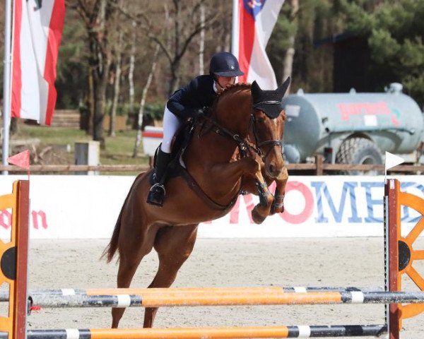 jumper Sea of Stars (Hanoverian, 2016, from Stakkato)