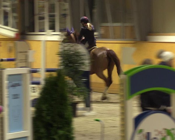 Reitturnier Münster-Amelsbüren 2023