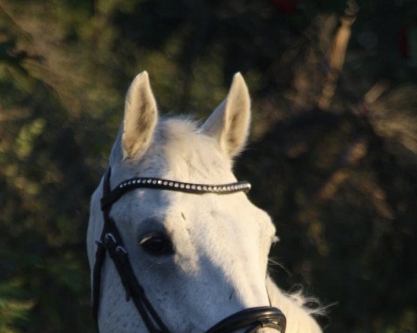 Pferd Coolboy 8 (Hannoveraner, 2010, von Chalet)