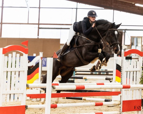 jumper Call Me Könning (Holsteiner, 2017, from Connor 48)