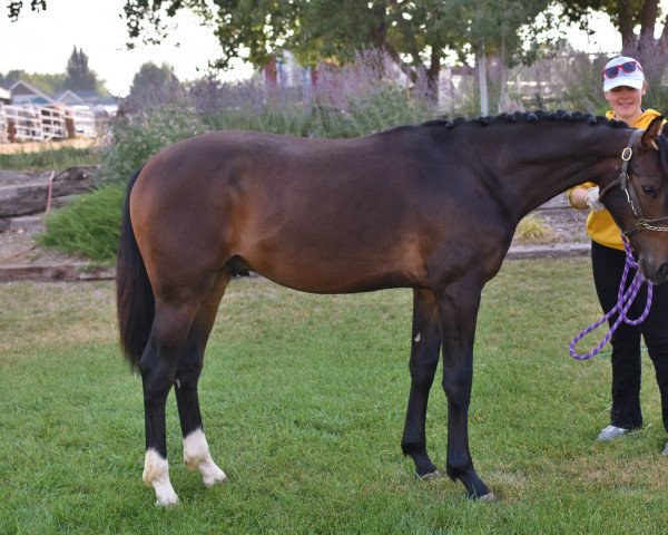 horse Rammstein HH (Hanoverian, 2020, from Rascalino)