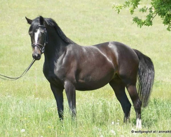 broodmare Sie oder Keine (Old Austrian Warmblood, 2005, from Sir Oldenburg)