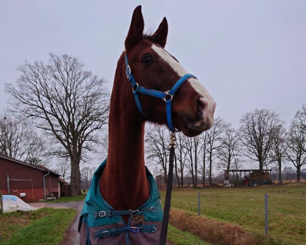 Pferd Marzello (Westfale, 2007, von Quidam's Rubin)