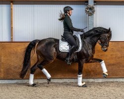 dressage horse Lybella La (Oldenburg, 2013, from Lord Loxley I)