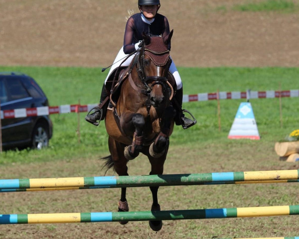 jumper Bavaria 23 (Westphalian, 2008, from Ramiro's Son I)