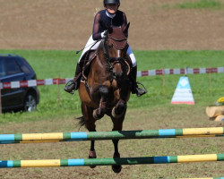 jumper Bavaria 23 (Westphalian, 2008, from Ramiro's Son I)