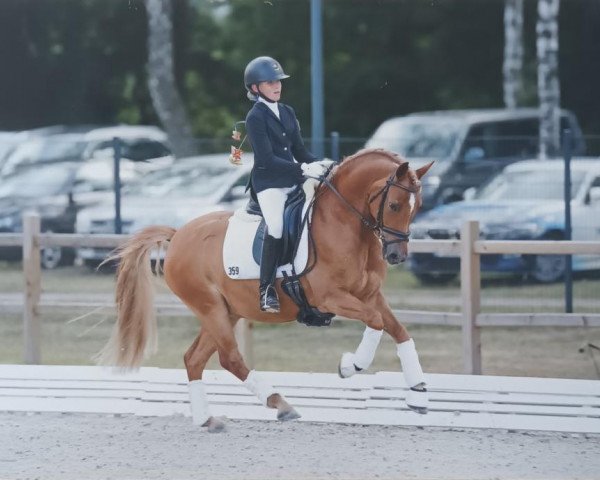dressage horse Dobbi Dobsen (German Riding Pony, 2012, from Dimension AT NRW)