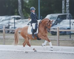dressage horse Dobbi Dobsen (German Riding Pony, 2012, from Dimension AT NRW)