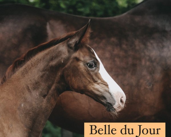 horse Belle du Jour (Westphalian, 2022, from Bonjour)