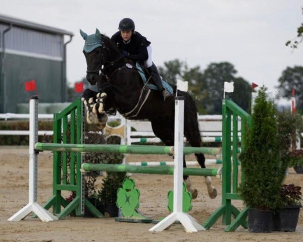 jumper Euphoria 7 (Hanoverian, 2006, from Escudo I)