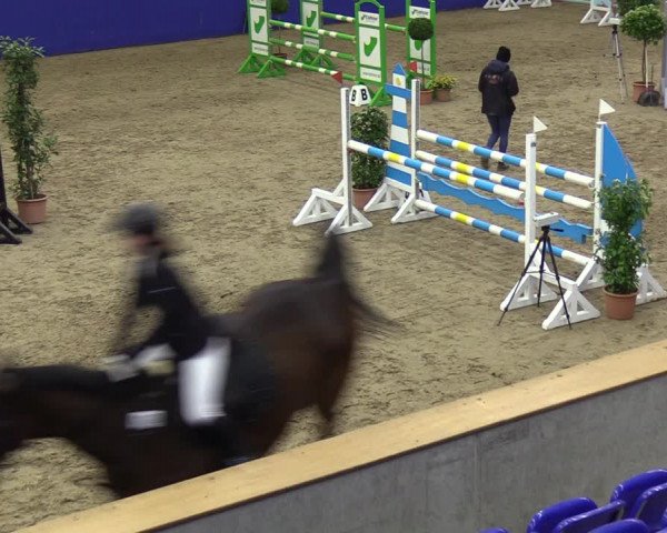 Reitturnier Elmshorn 2023