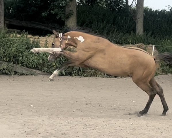 horse Exponat (Little German Riding Horse, 2021, from Expecto Patronum 3)