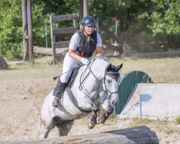 broodmare Seven High (Bavarian, 2008, from Seven Up)