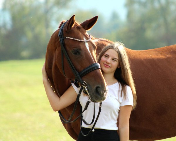 dressage horse Don Lino (Bavarian, 2010, from Don Laurie II) dressage horse Don Lino (Bavarian, 2010, from Don Laurie II)