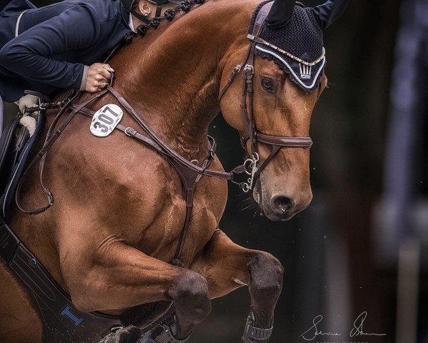Springpferd Carlsson 65 (Holsteiner, 2009, von Carrico)