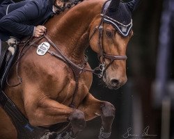 Springpferd Carlsson 65 (Holsteiner, 2009, von Carrico)