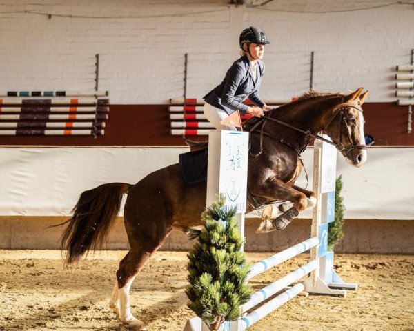 dressage horse Tabasco‘s Habanero (German Riding Pony, 2013, from Top Christobell)