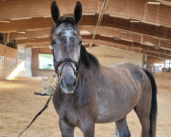 Pferd Consuelos Camino (Württemberger, 2018, von Casino Berlin OLD)