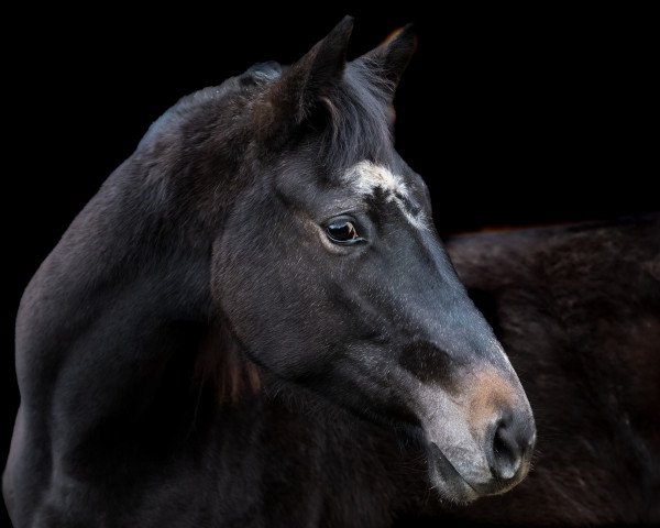 Pferd Stute von Highland White / Kalimeris D'Ariel (Westfale, 2021, von Highland White)