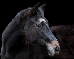 Pferd Stute von Highland White / Kalimeris D'Ariel (Westfale, 2021, von Highland White)
