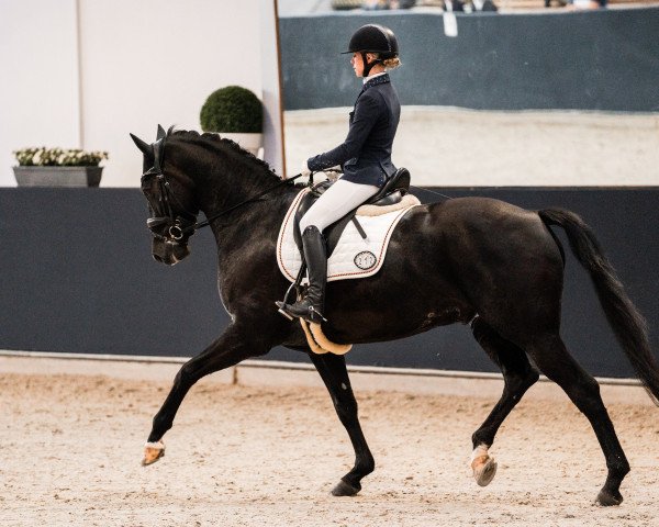 dressage horse Louis Vuitton M (Oldenburg, 2016, from Le Vivaldi)