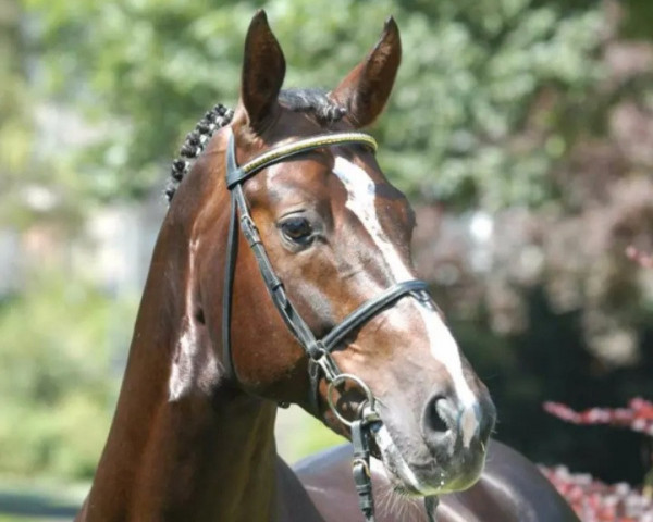 Deckhengst Dartagnan (Oldenburger, 1995, von Duntroon)