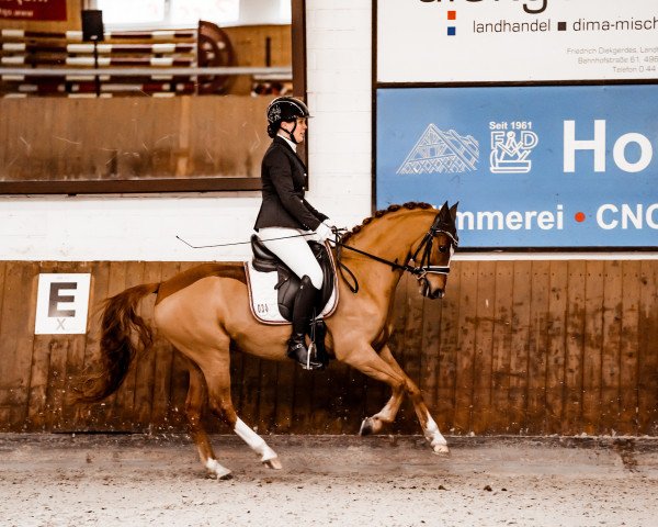 dressage horse Capper (German Riding Pony, 2016, from Carbaret WE)