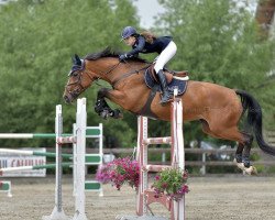 broodmare Elf (KWPN (Royal Dutch Sporthorse), 2009, from Quartz 7)