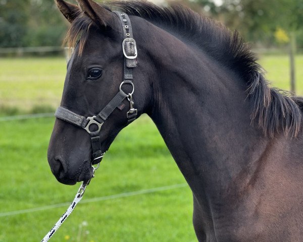 horse Boston C (Oldenburg, 2022, from Babylon Berlin)