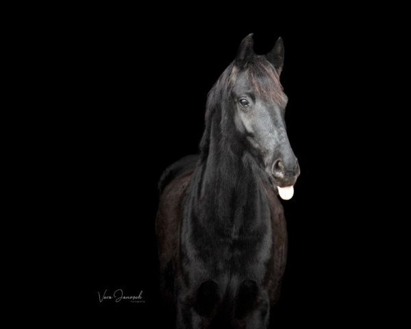 Jumper Xenia's Dea Volante (Austrian Warmblood, 2014, from Digitalo W)