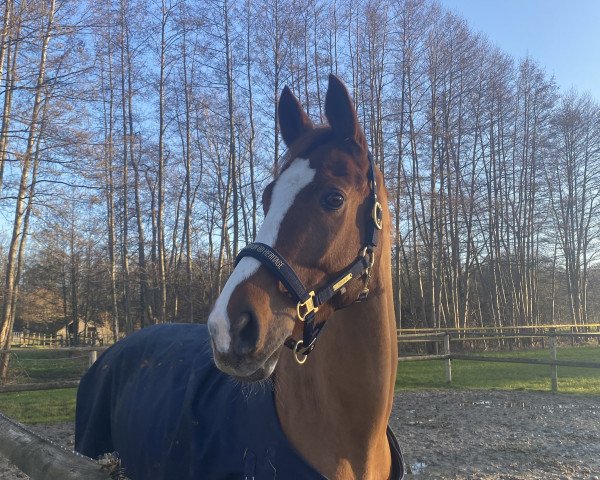 jumper Voltaire 91 (Hanoverian, 2009, from Valentino)