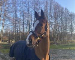 jumper Voltaire 91 (Hanoverian, 2009, from Valentino)
