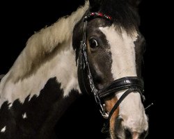 jumper Kofeina (Polish Warmblood, 2013, from Ringo)