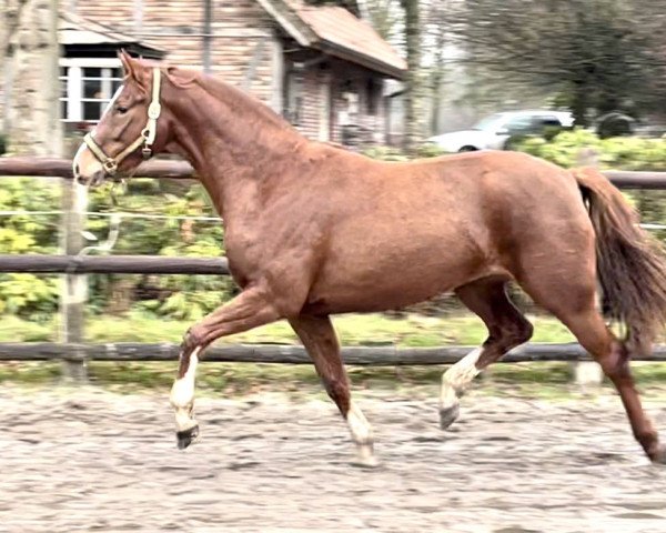 horse Stute von Best of Gold / Sunny-Boy (Oldenburg, 2020, from Best of Gold)