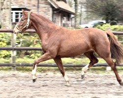 Pferd Stute von Best of Gold / Sunny-Boy (Oldenburger, 2020, von Best of Gold)