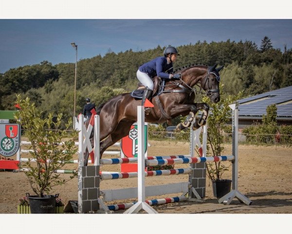 jumper Heldentanz (Trakehner, 2017, from Phlox)