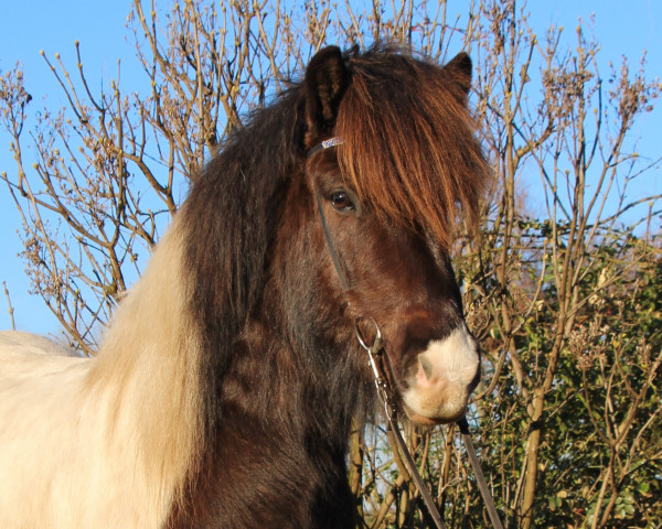 horse Vaengur vom Laekurhof (Iceland Horse, 2012, from Djarfur vom Laekurhof)