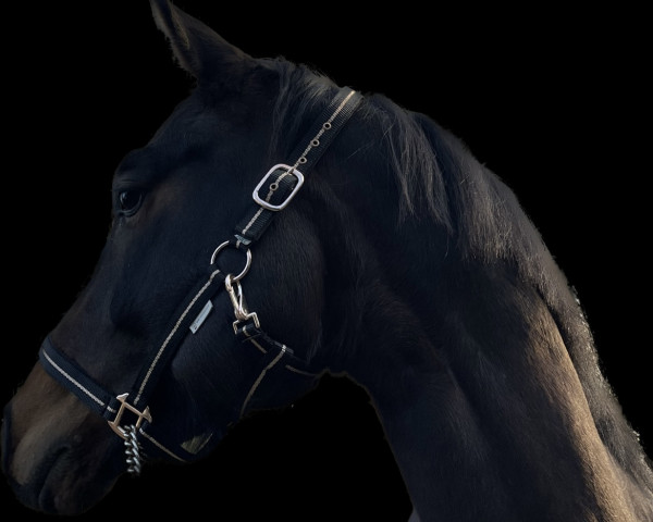 Dressurpferd Fürst Pauly (Oldenburger, 2018, von Freddie Mercury 2) Dressurpferd Fürst Pauly (Oldenburger, 2018, von Freddie Mercury 2)